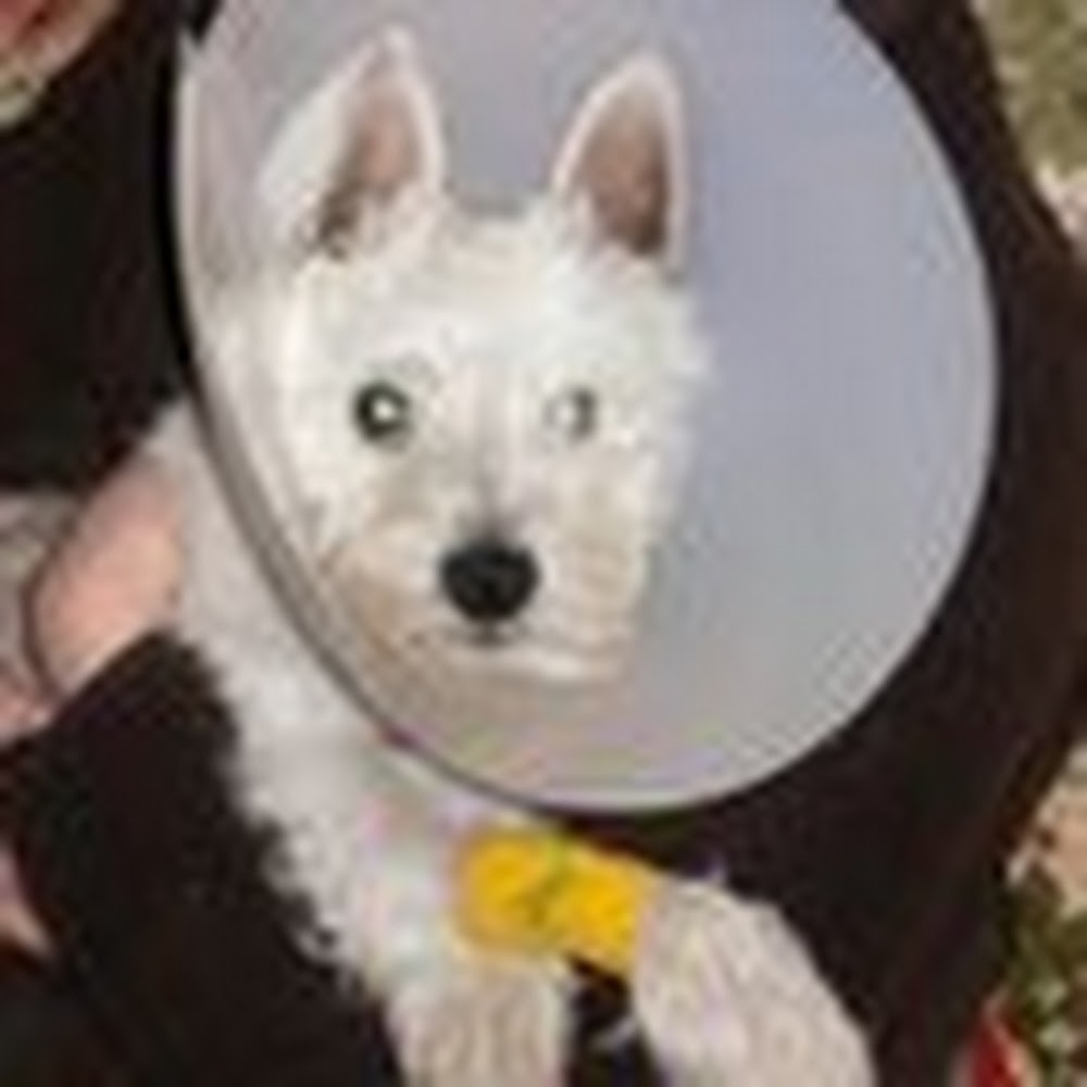 Meet your Posher, Dorothy